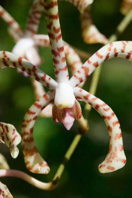 True to the name, there were orchids. I love how alien this one looks.