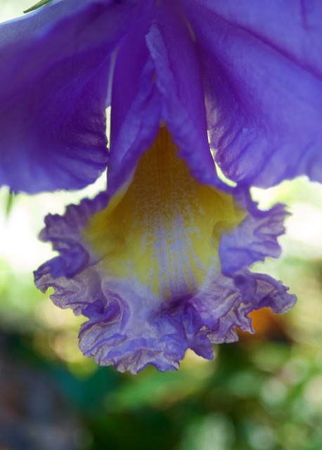 And I love this very frilly frill. Before this garden I was never all that fond of orchids, but seeing them in their native setting has won me over. 