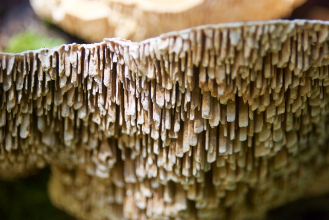 I love this texture. 