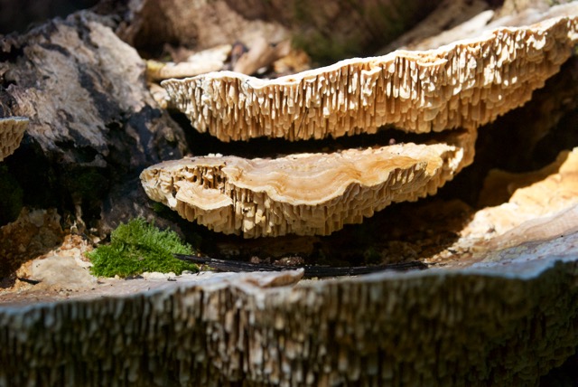 And there were mushrooms!