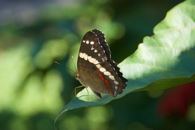And butterflies