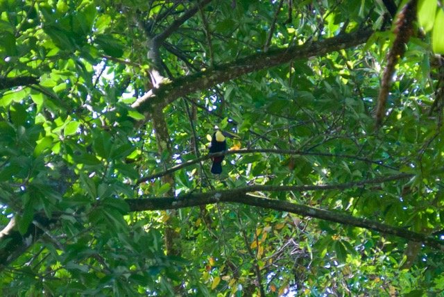 And several wild toucans. I sat on a conveniently placed bench and watched this one for a while. There are usually scarlet macaws around the place as well, though there were apparently elsewhere that morning. 
