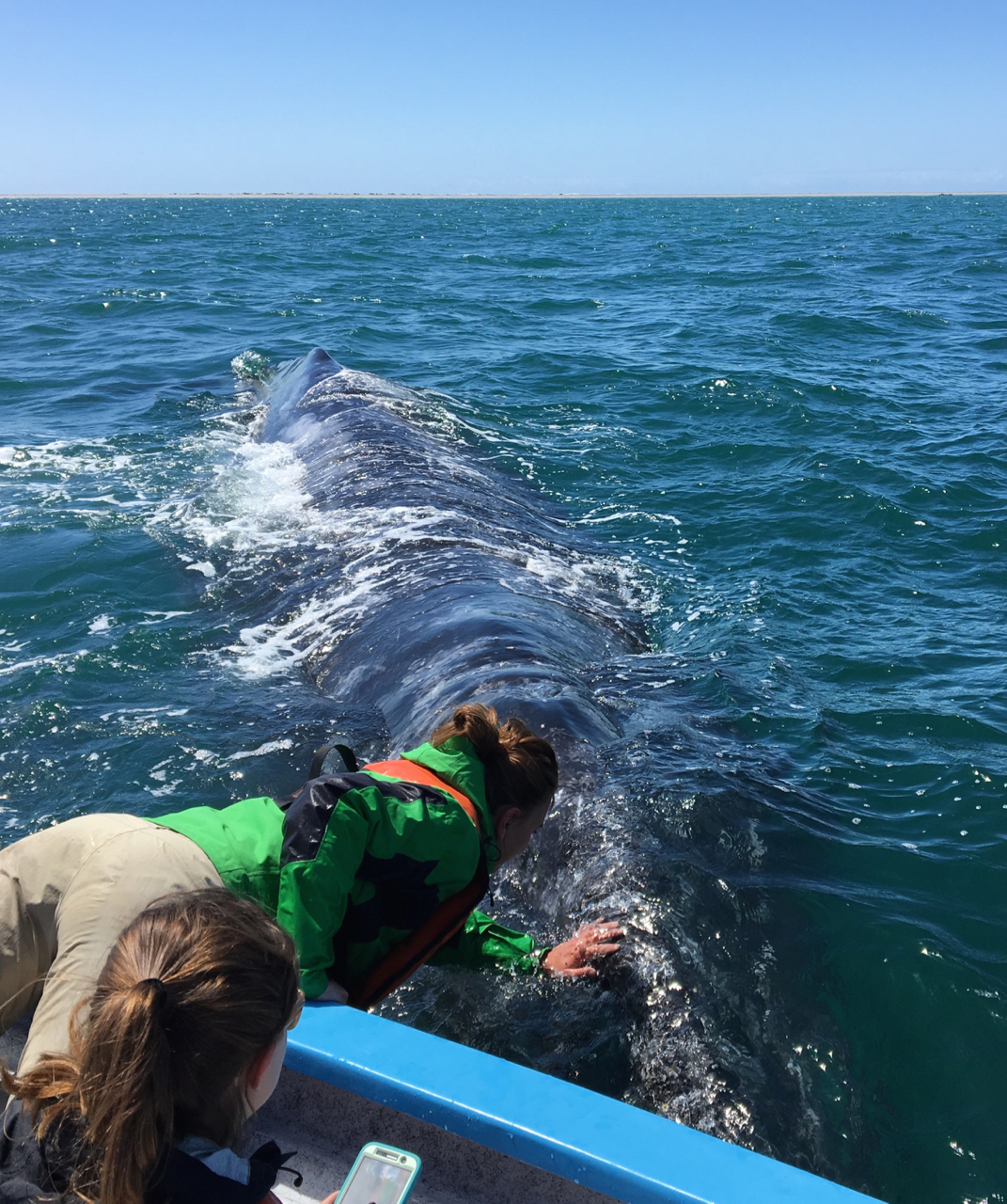 Maggie figured out that she could hook her heels under the bench seats of the pangas to keep herself steady and increase her reach when she leaned out. Her enthusiasm seemed to call the whales, or perhaps they were just as worried as the rest of us that she was going to go overboard. 