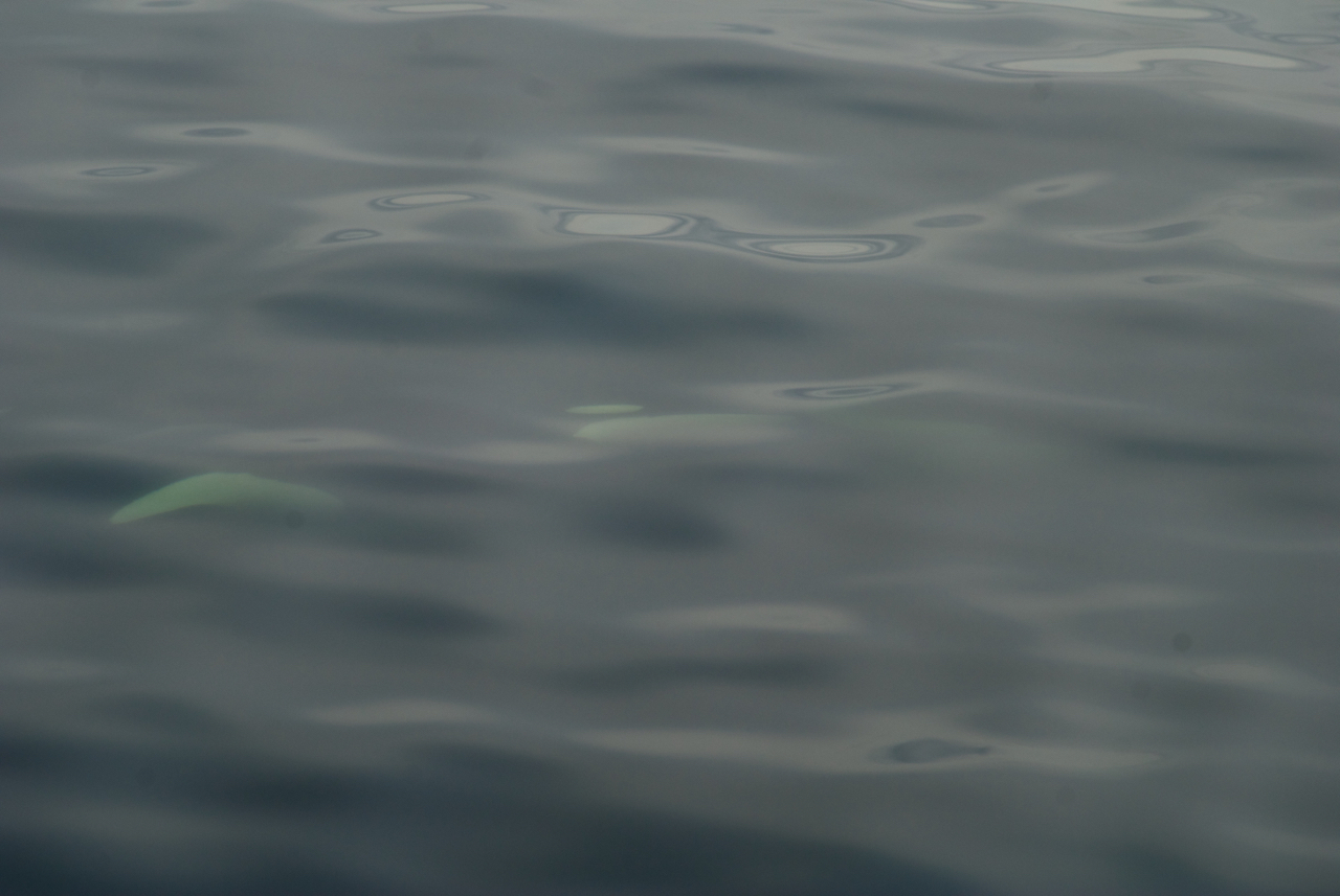 This may be the last thing many a harbor seal ever sees. 