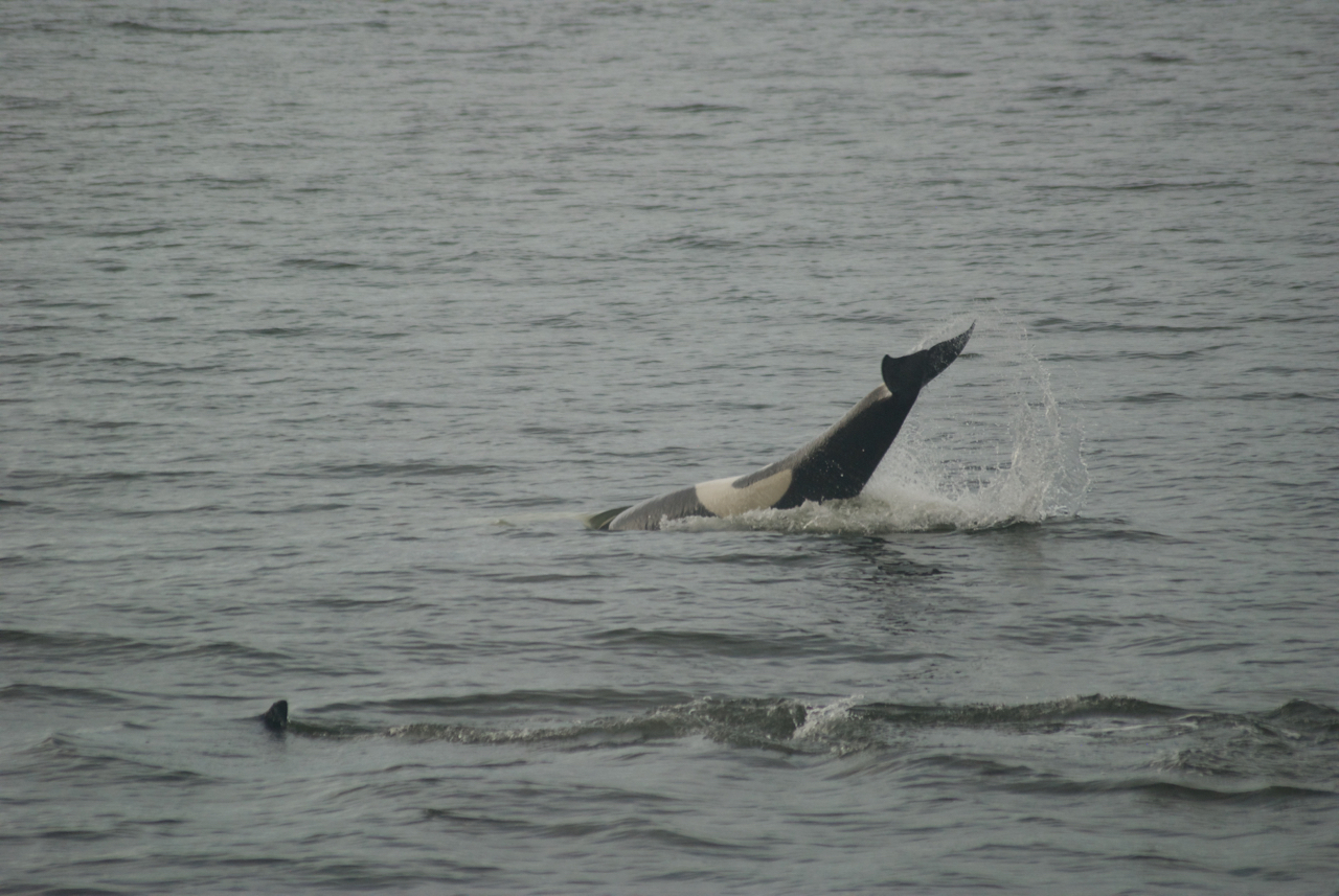 This whale from the AG pod that we watched the other day for instance is swimming on her back, slapping her tail. 
