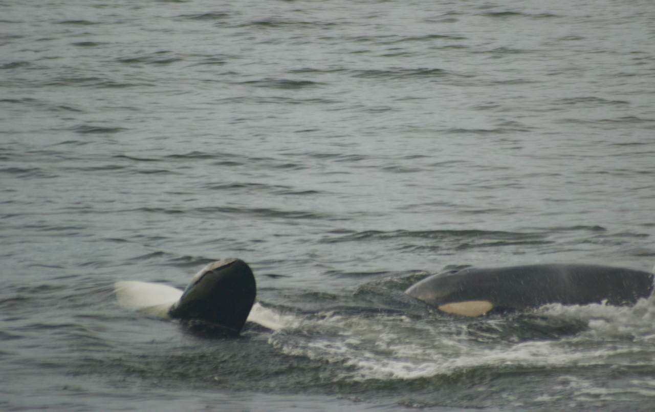 And this whale (perhaps the same whale?) is swimming on her back. 