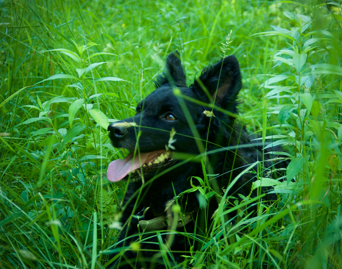 Nell, patiently waiting while I photographed the now-creepy-seeming milkweed flowers.