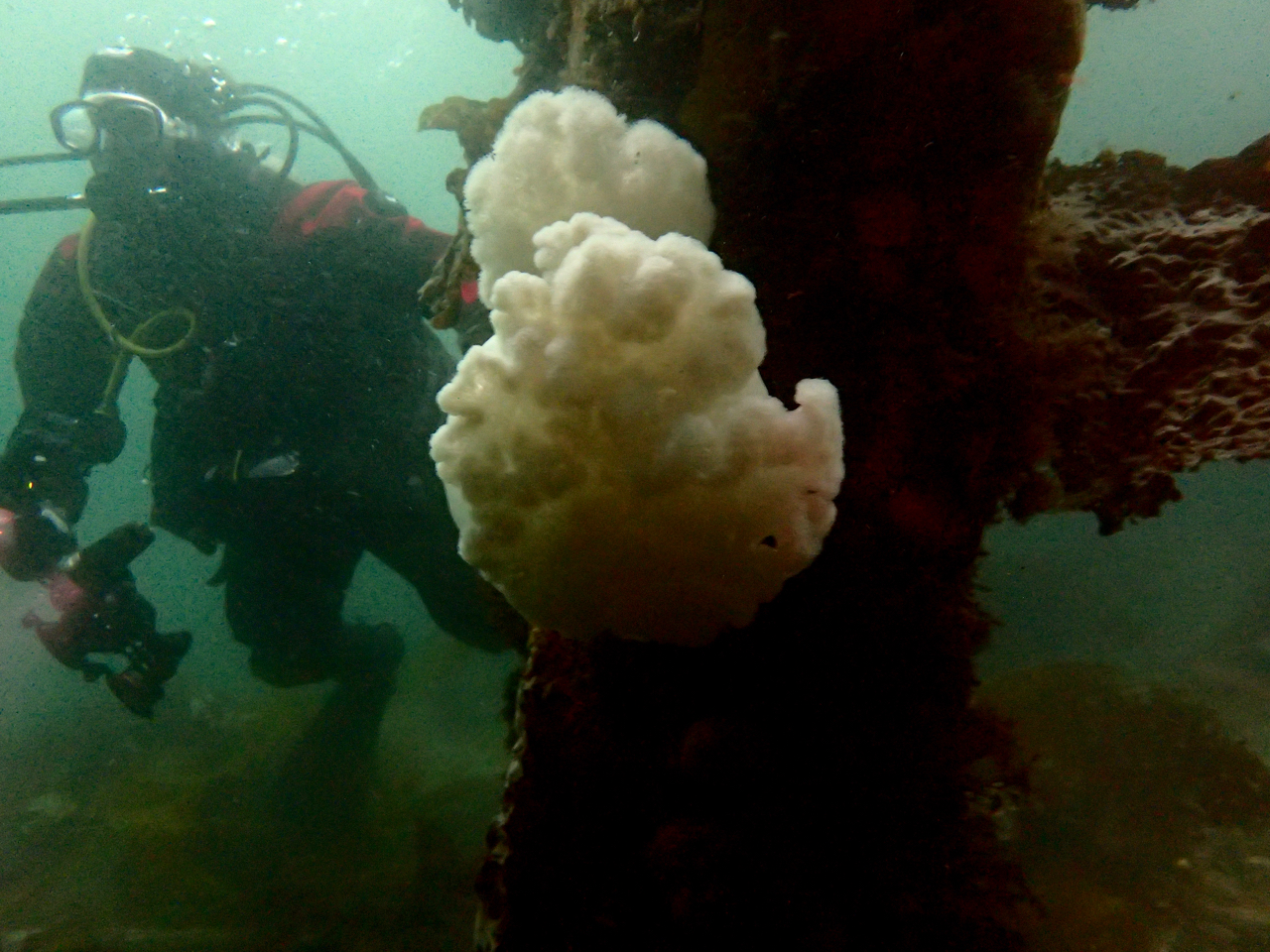 Diving with Ashley on the pier, Alert Bay BC, Canada - my new favorite dive spot