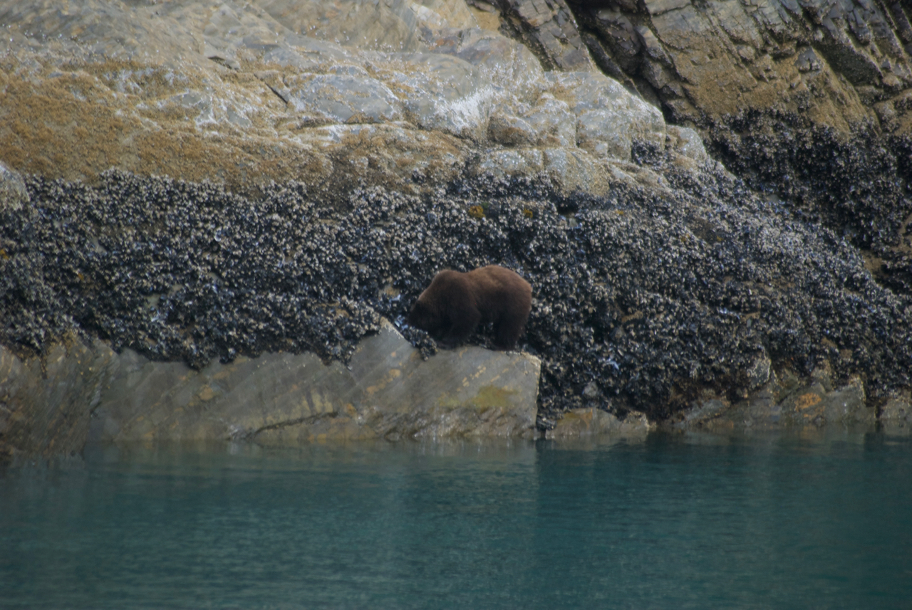 And a coastal brown bear looking for something tasty to eat in Glacier Bay