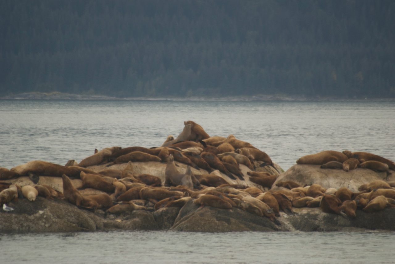 Steller Sea Lions, Marble Island, Glacier Bay