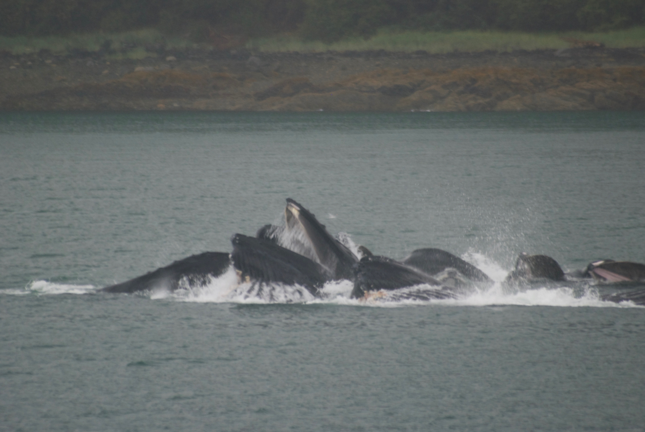 Bubble netting humpback whales enjoying breakfast