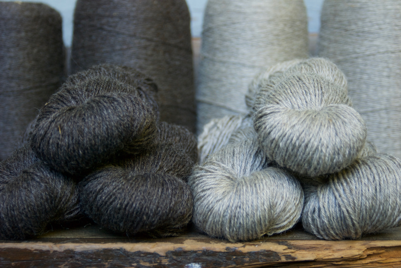 The two natural colors of my 2016 Coopworth Gansey yarn - lovely undyed, and gorgeous after a few dips in the indigo vat.