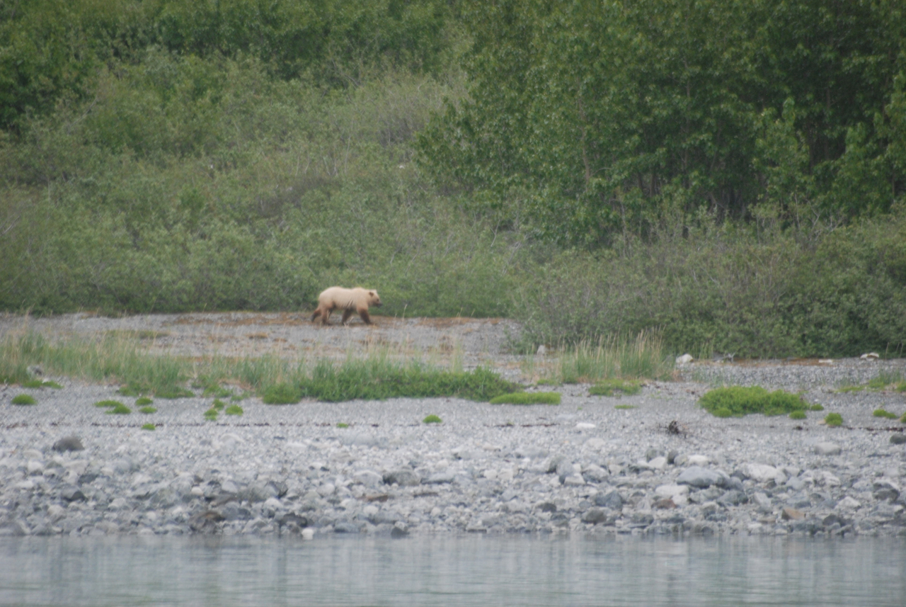 We were briefly interesting to a very blond coastal brown bear. Glacier Bay National Park