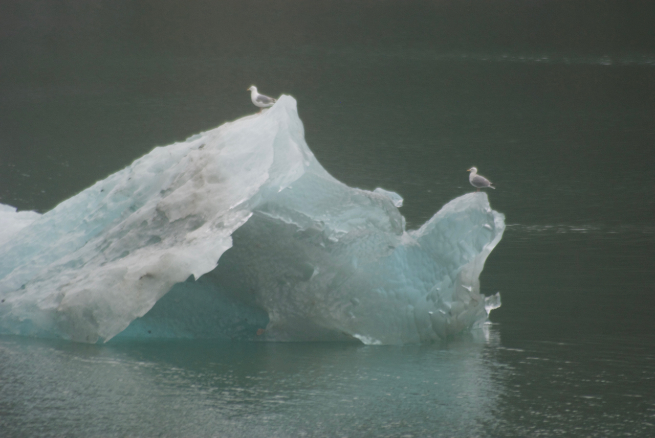 I just like this photo. Glacier Bay National Park