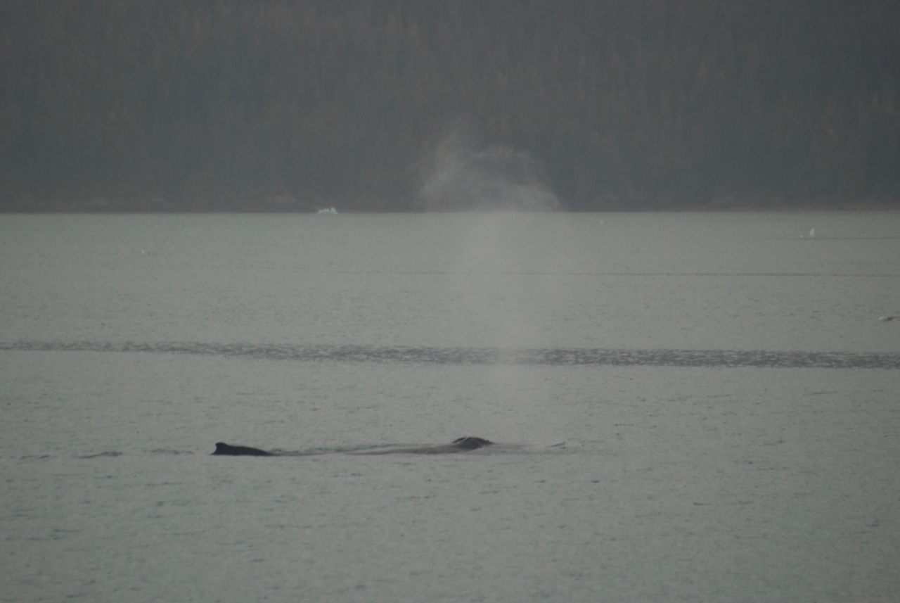 Humpback whale having a leisurely evening snack. Endicott Arm (I think)