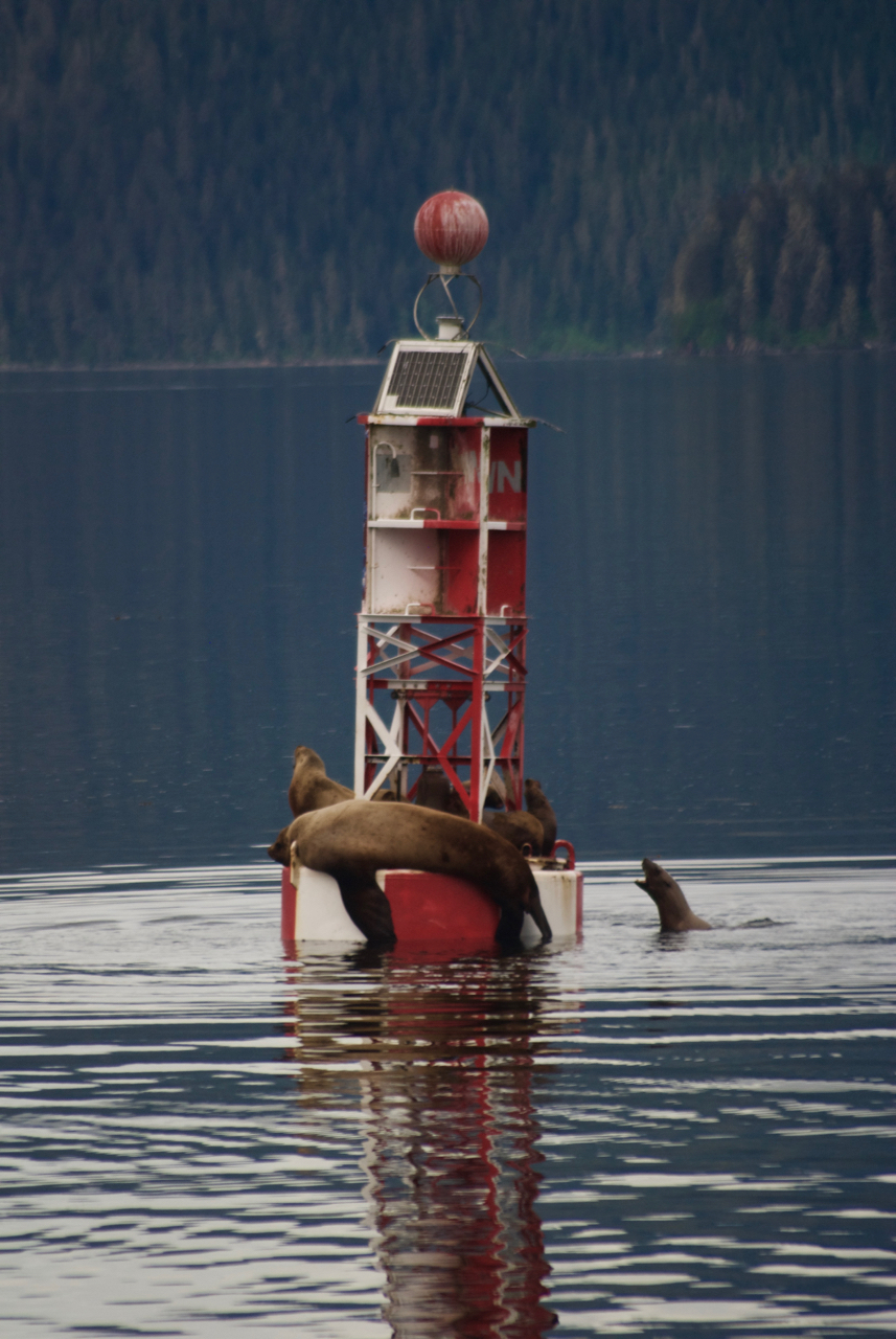 One of the buoys heading into Petersburg. An important navigational aid, but also a much fought over napping spot for sea lions.