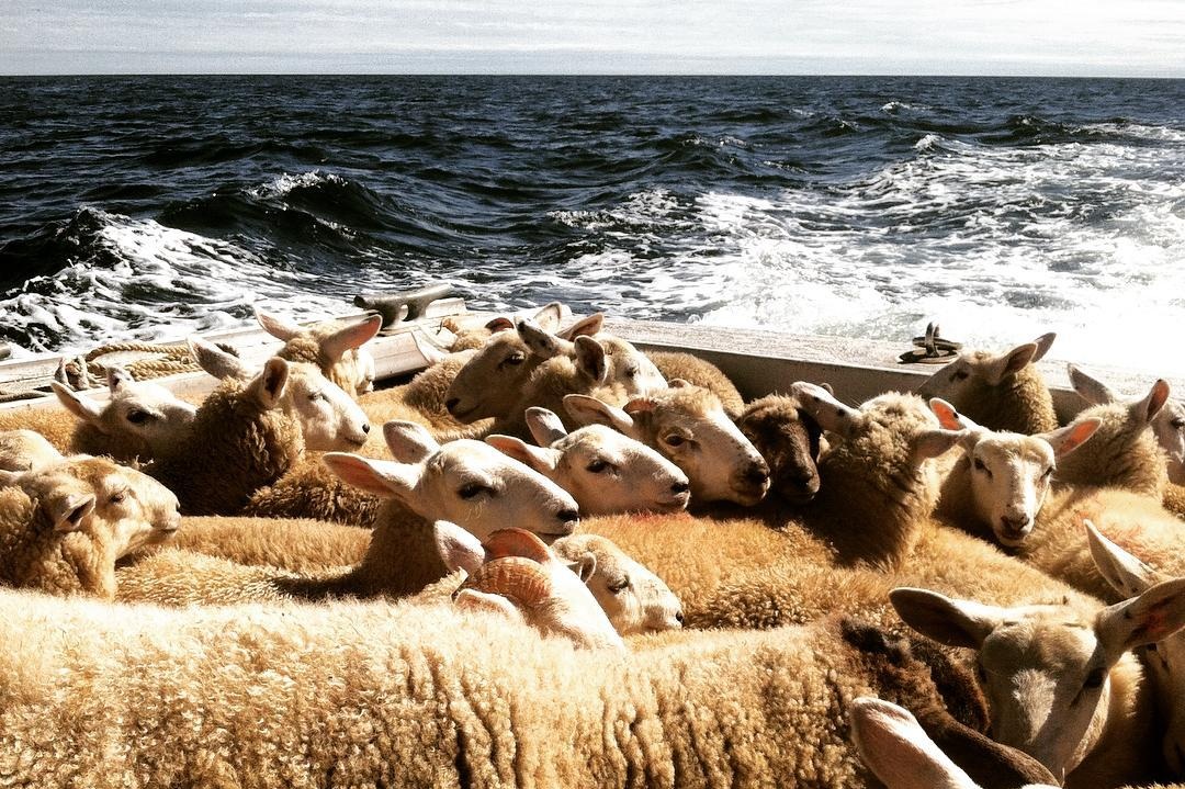 Straw’s Farm Island sheep