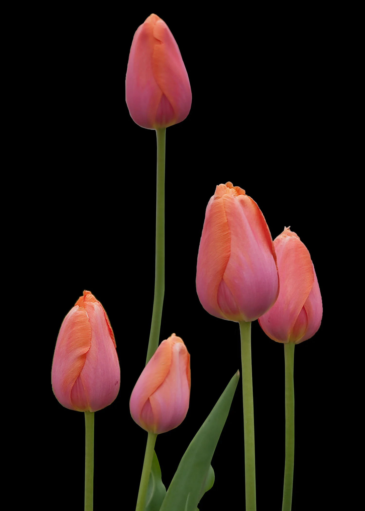 5x7 s tulip black scarf 1.jpg