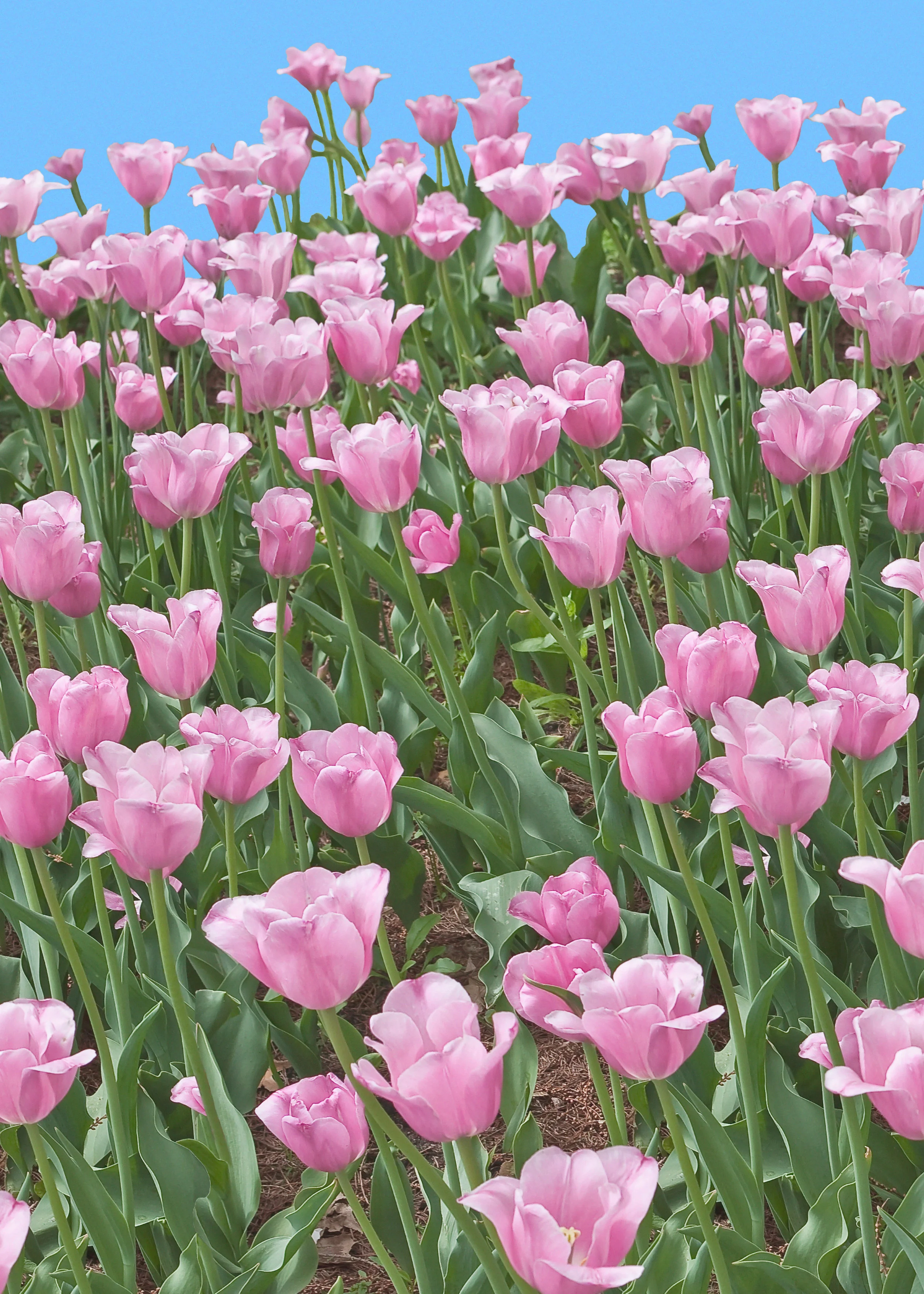 5x7 2 s Tulip scarf 3 pink correct.jpg
