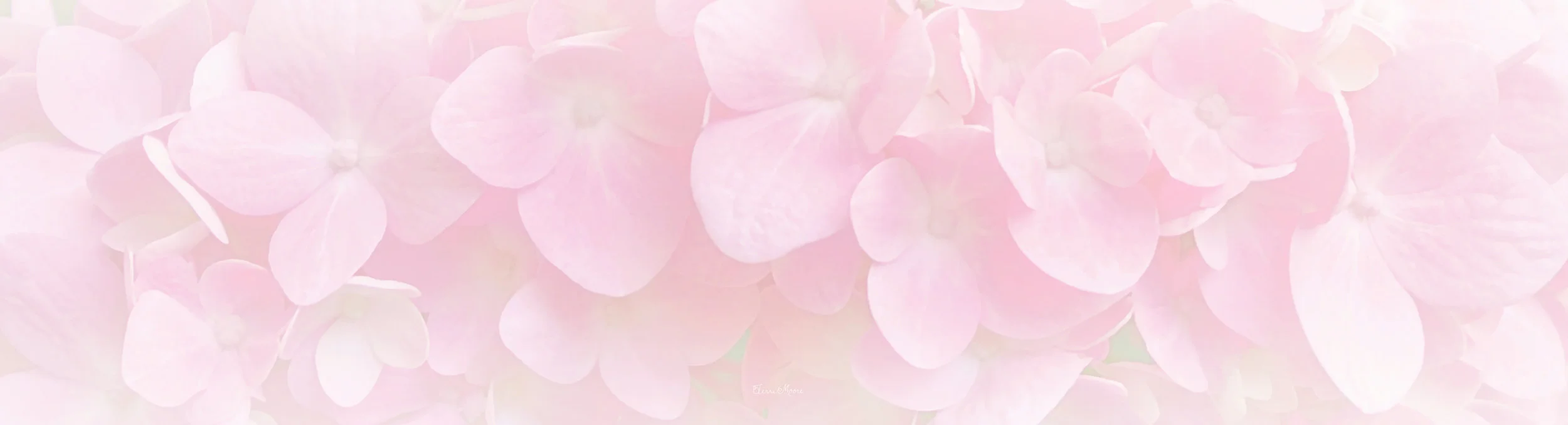 14 hydranga light pink close.jpg