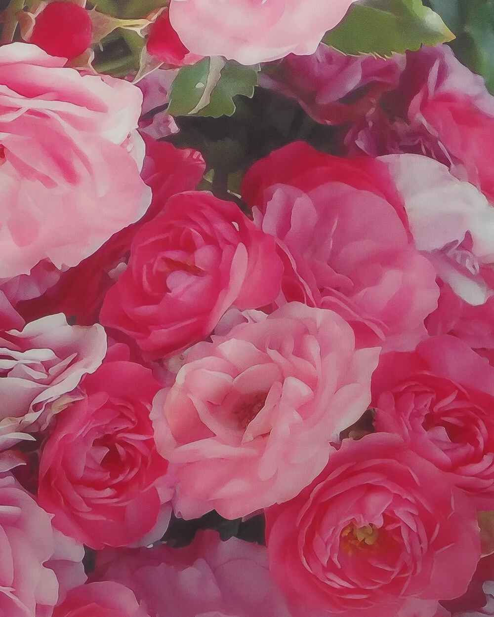 roses view 4.jpg