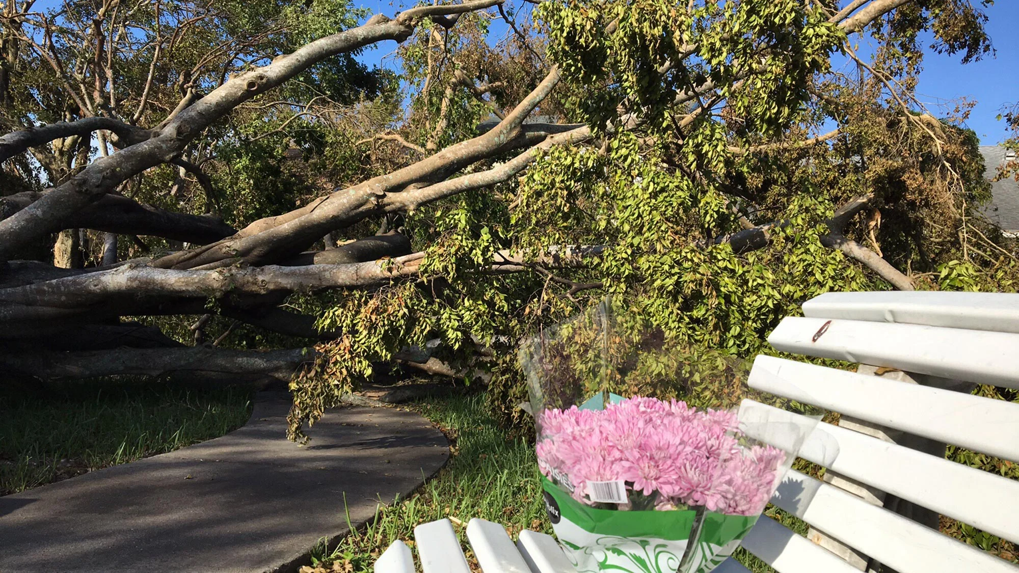 TreeFlowers.jpg
