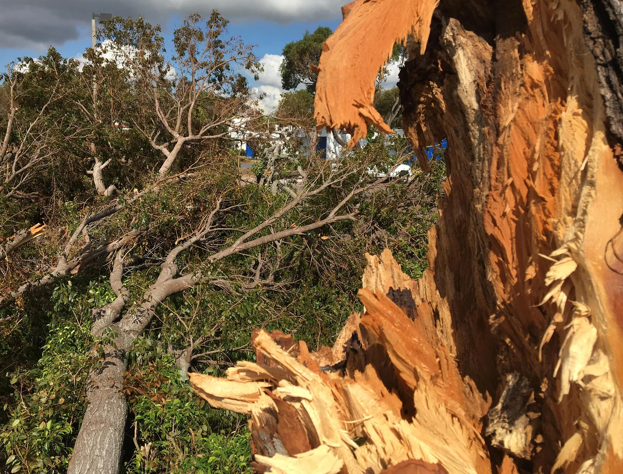 10PT-hal_TreesDown.jpg