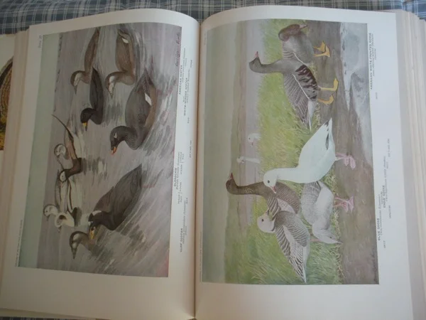 1936 Birds of America Inside Pages.jpg