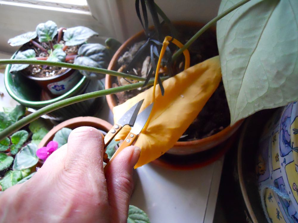 Thread Snips for Plants.jpg