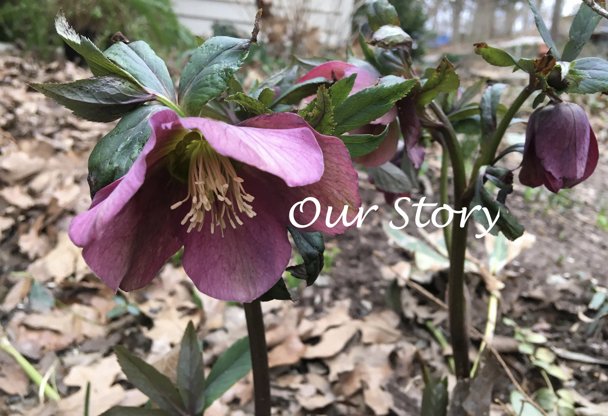 BG lucinda h 50 our story.JPG