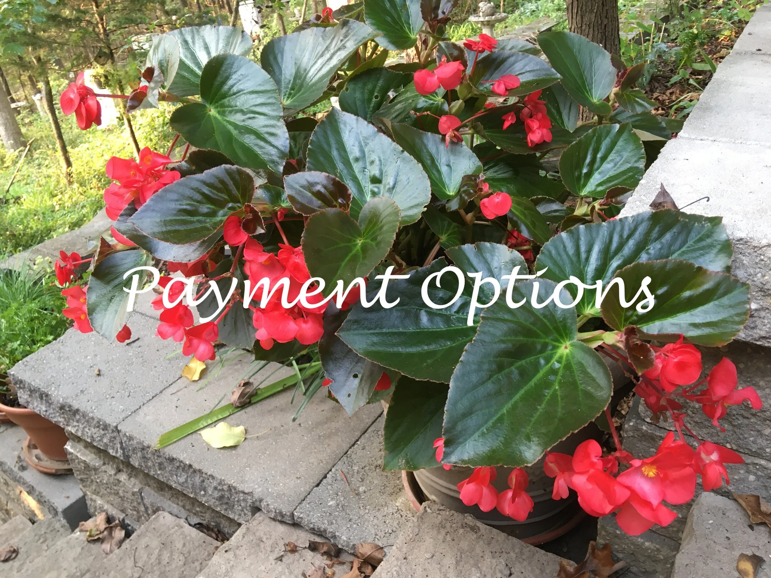 BG lucinda 50 payment options.JPG