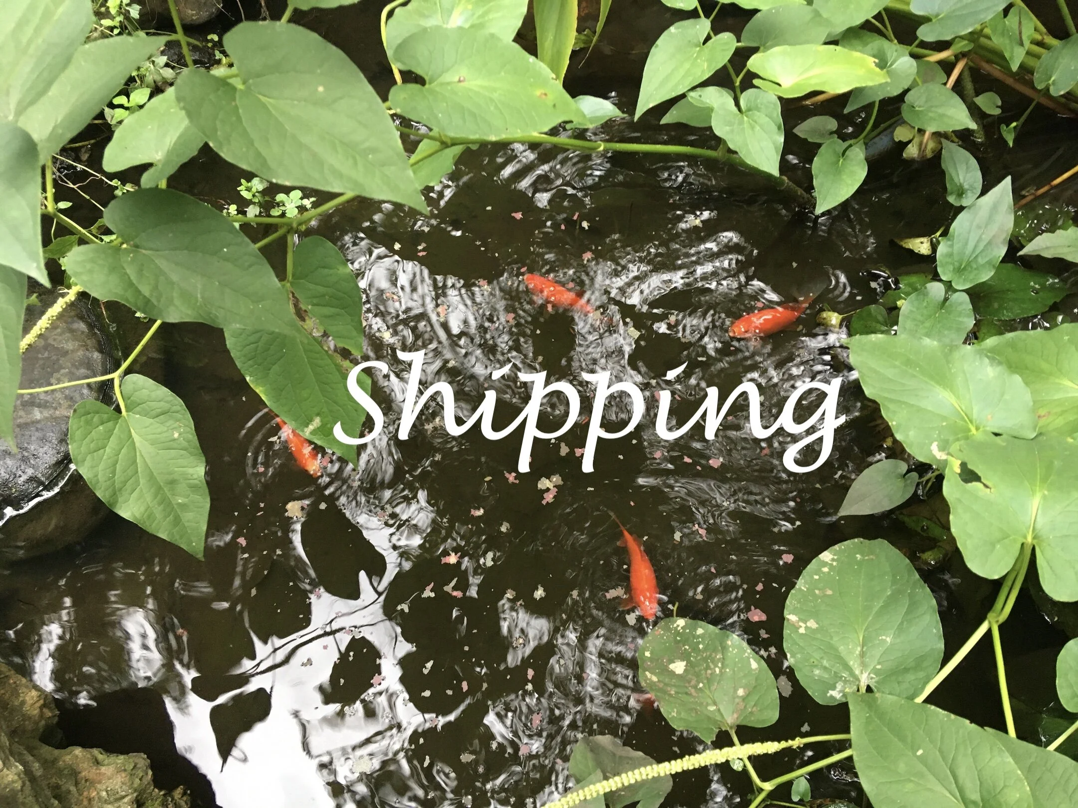 BG LH 50 shipping.JPG