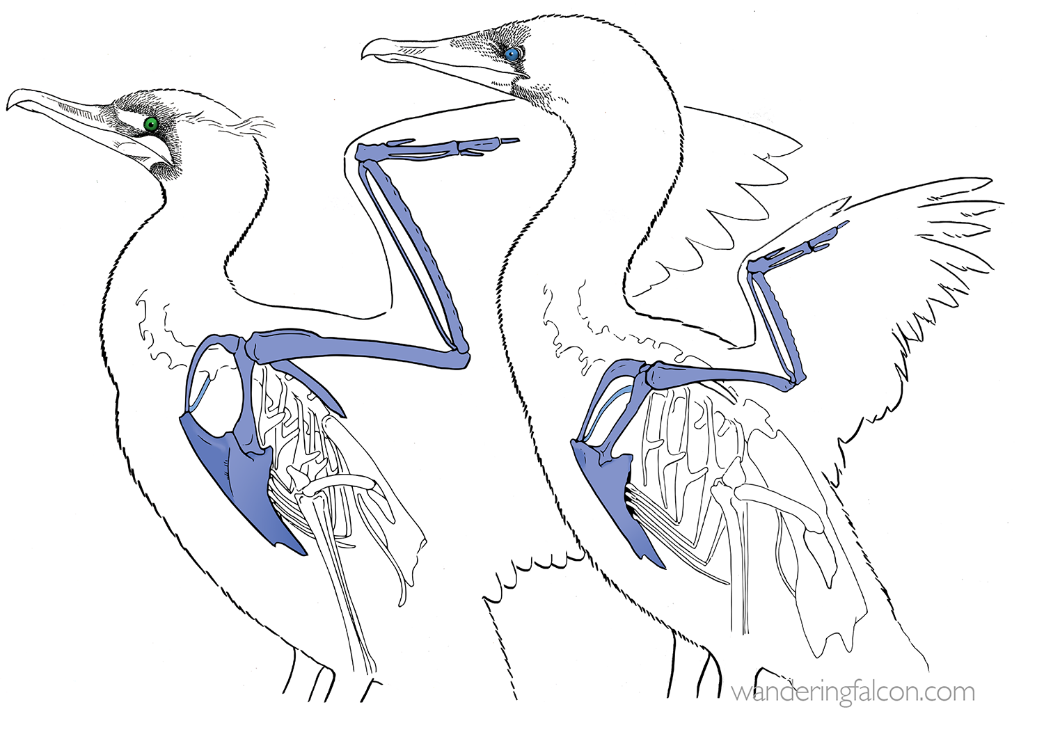 cormorants.png