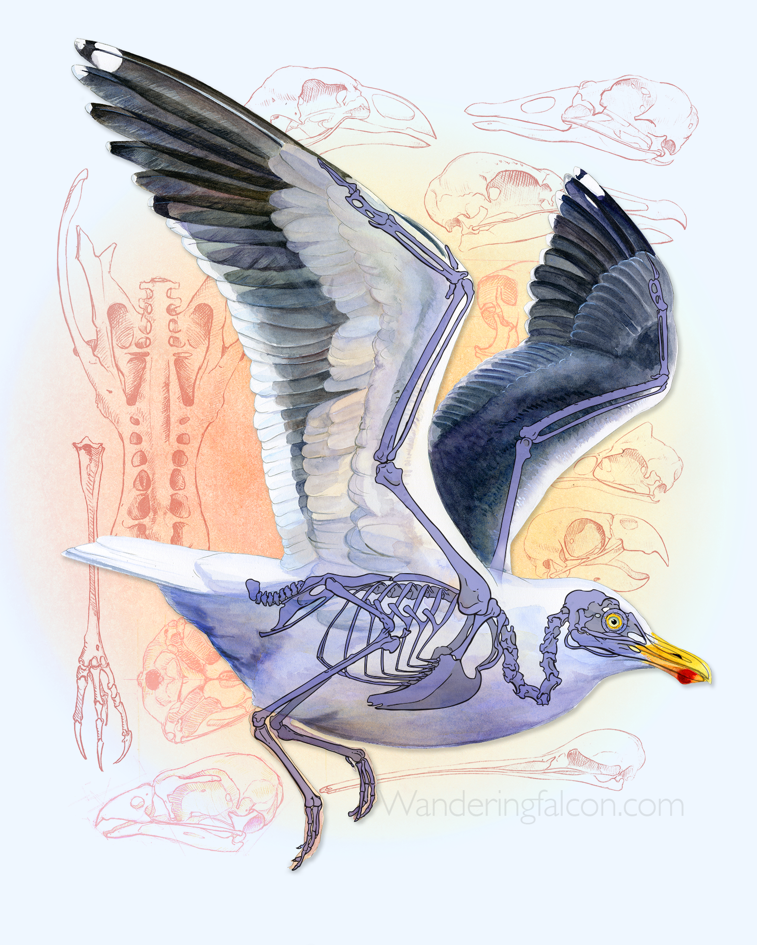 watercolorgullbluebg copy.png