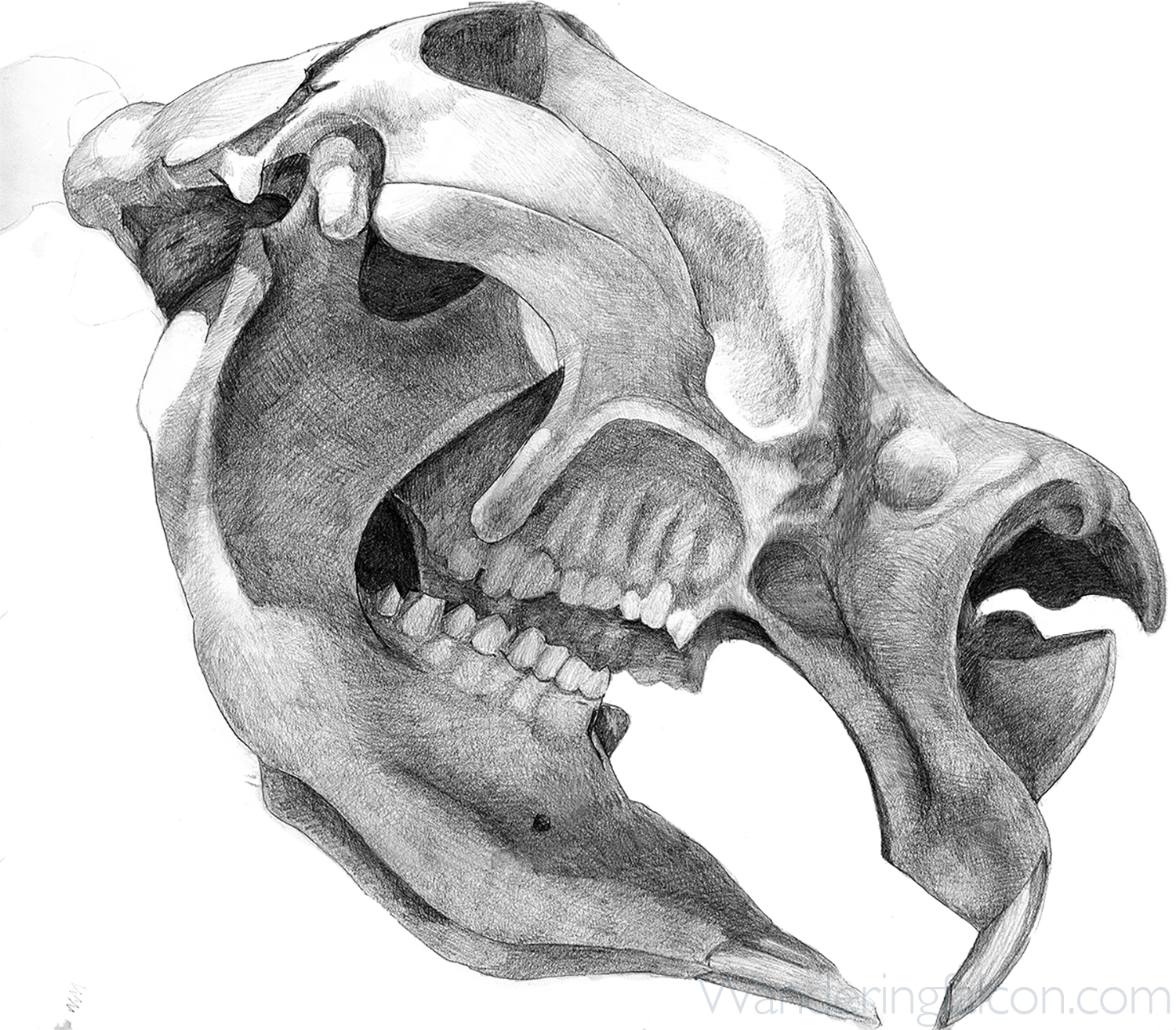 diproskull.png