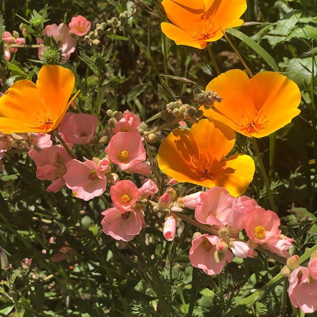 The most beautiful pink I’ve ever seen.