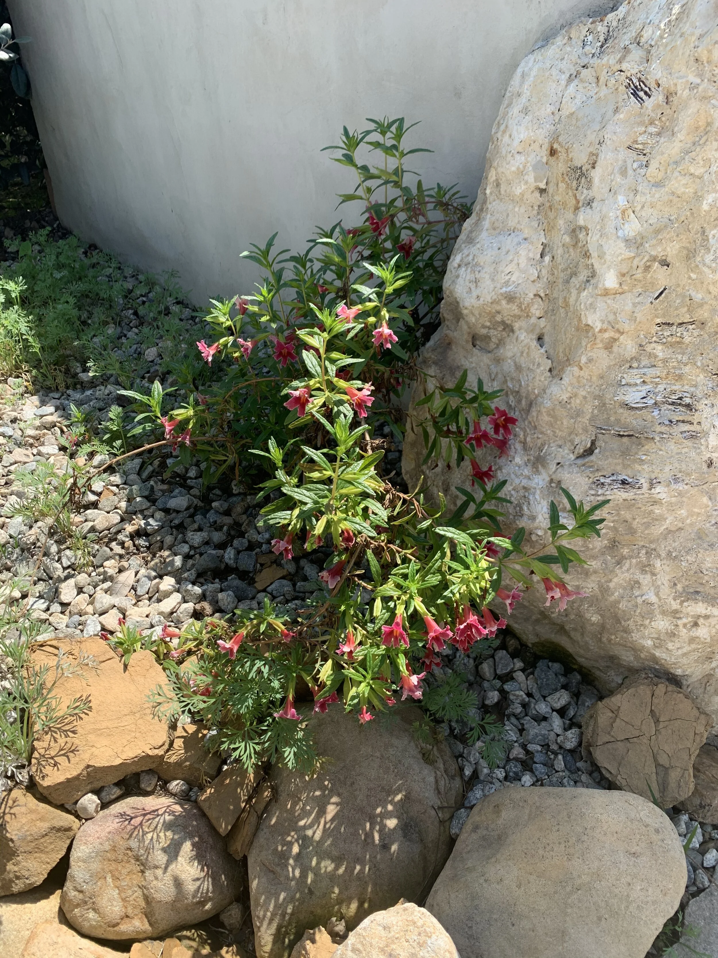 IMG_2533.jpeg
