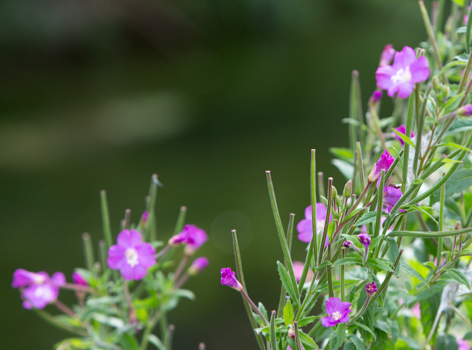 Flower 3507.png