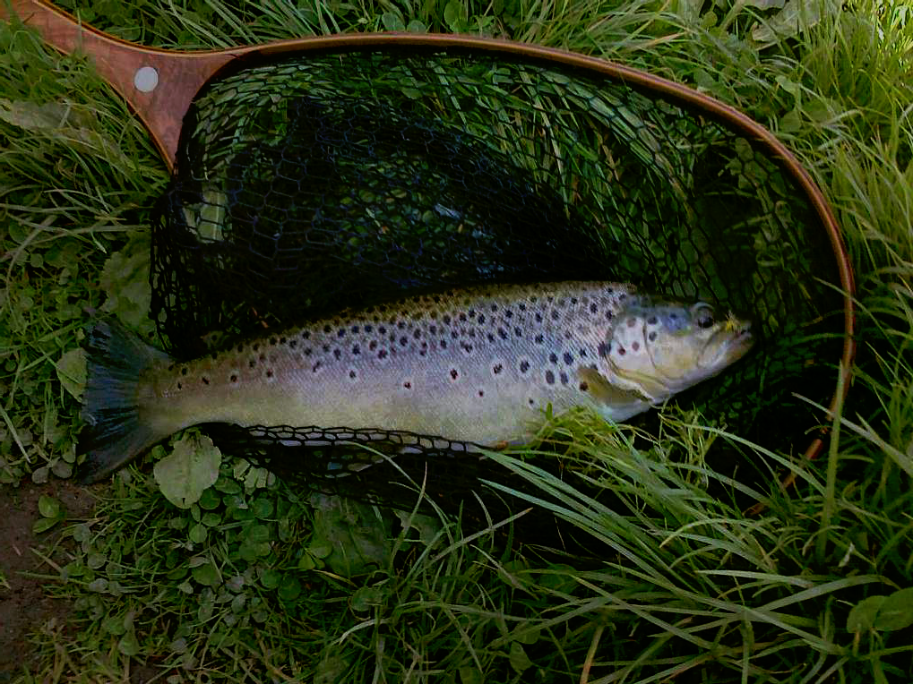 Trout.png