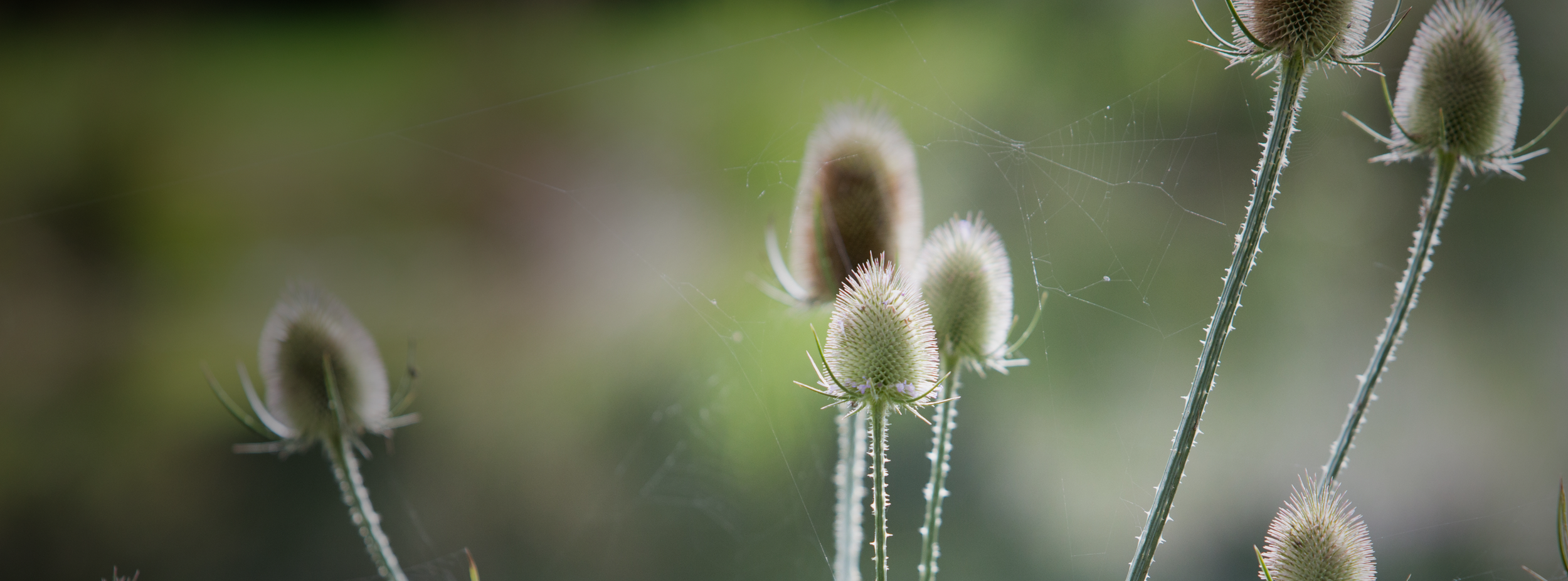 Teasels_3627.png