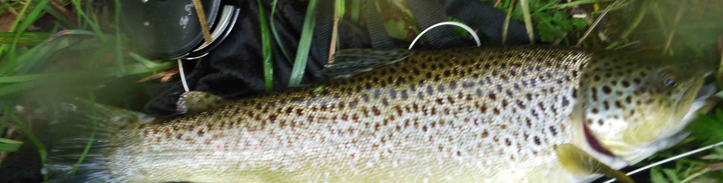 ContactTrout2.png