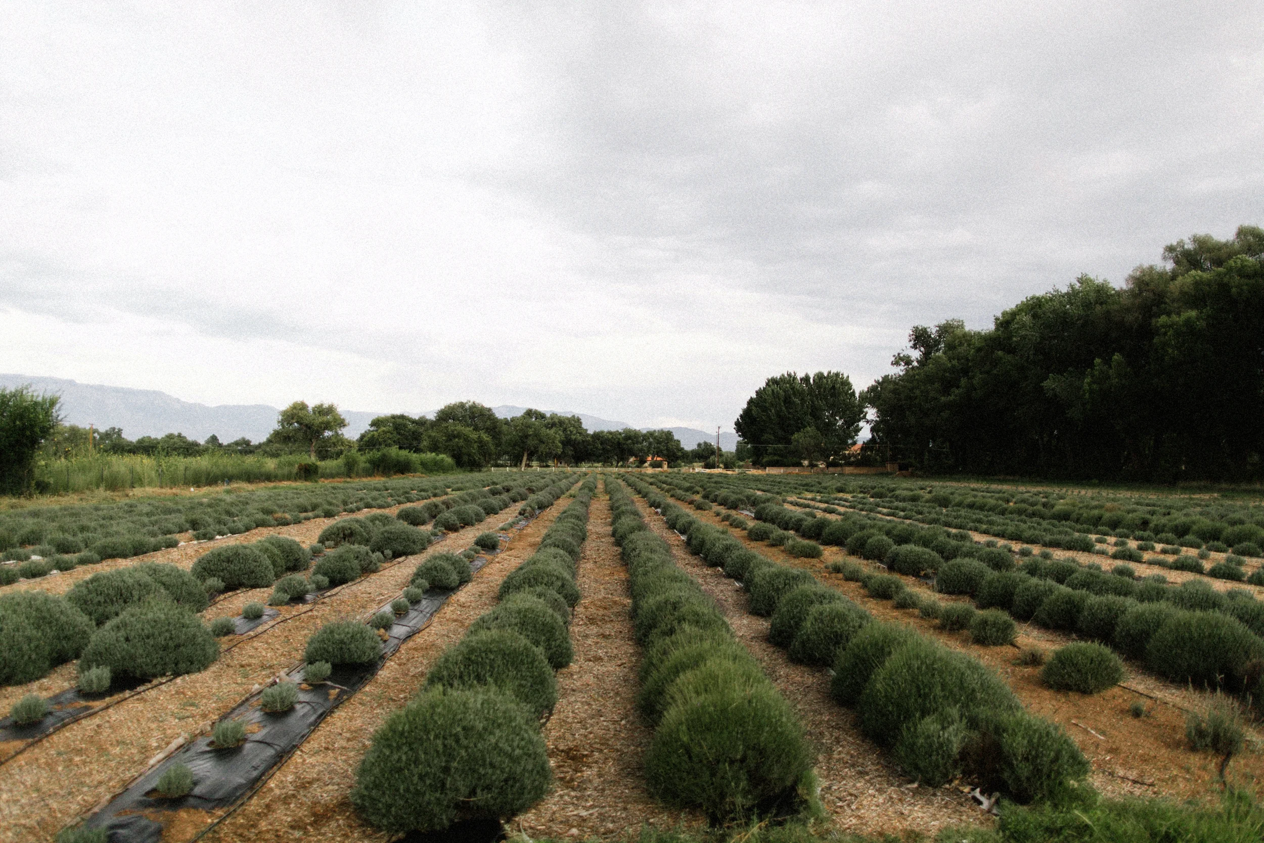 Los Poblanos destination Wedding