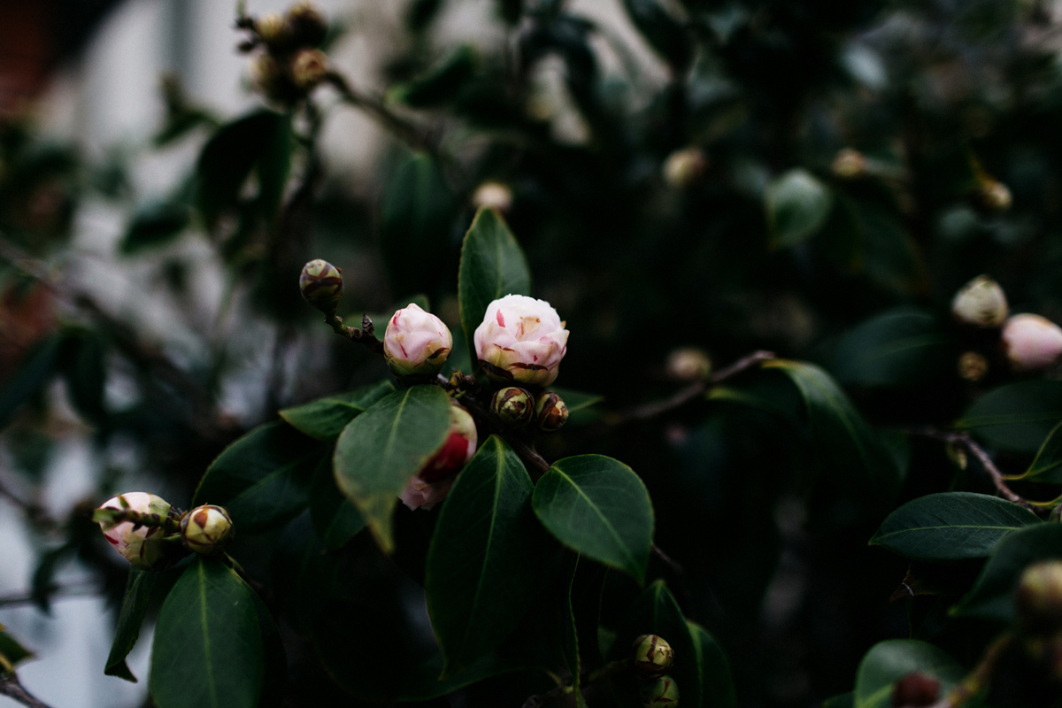 california elopement