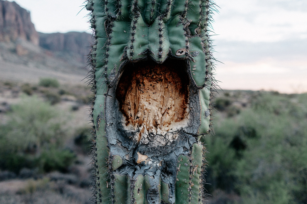 Arizona elopement