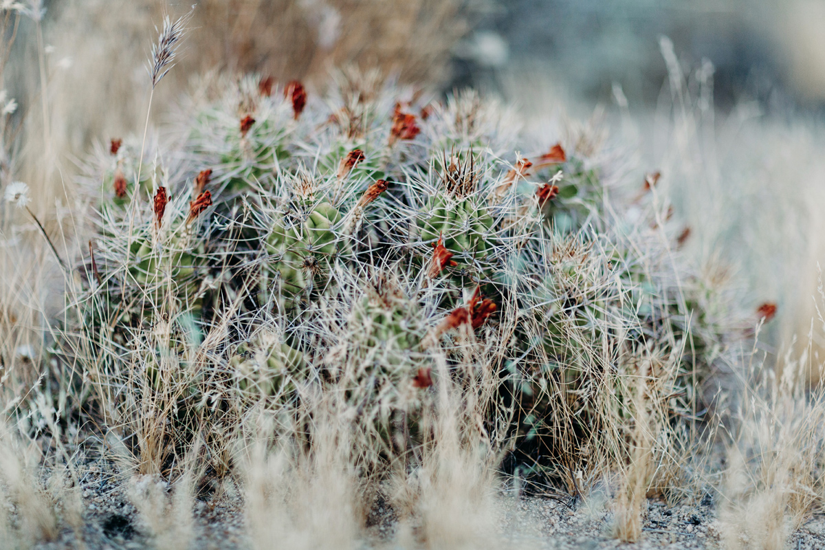 joshua tree, engagement photographer, california, joshua tree ph