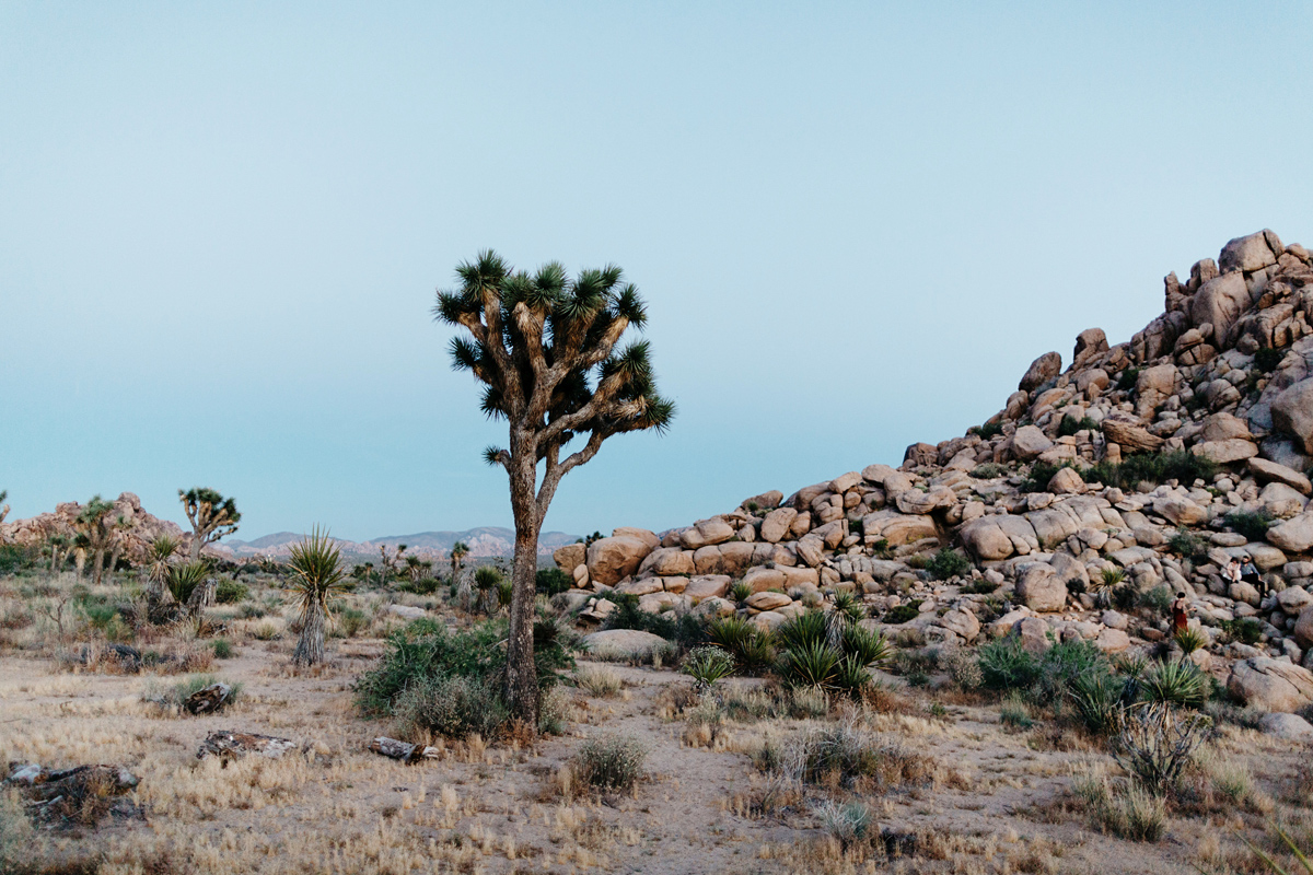 joshua tree, engagement photographer, california, joshua tree ph