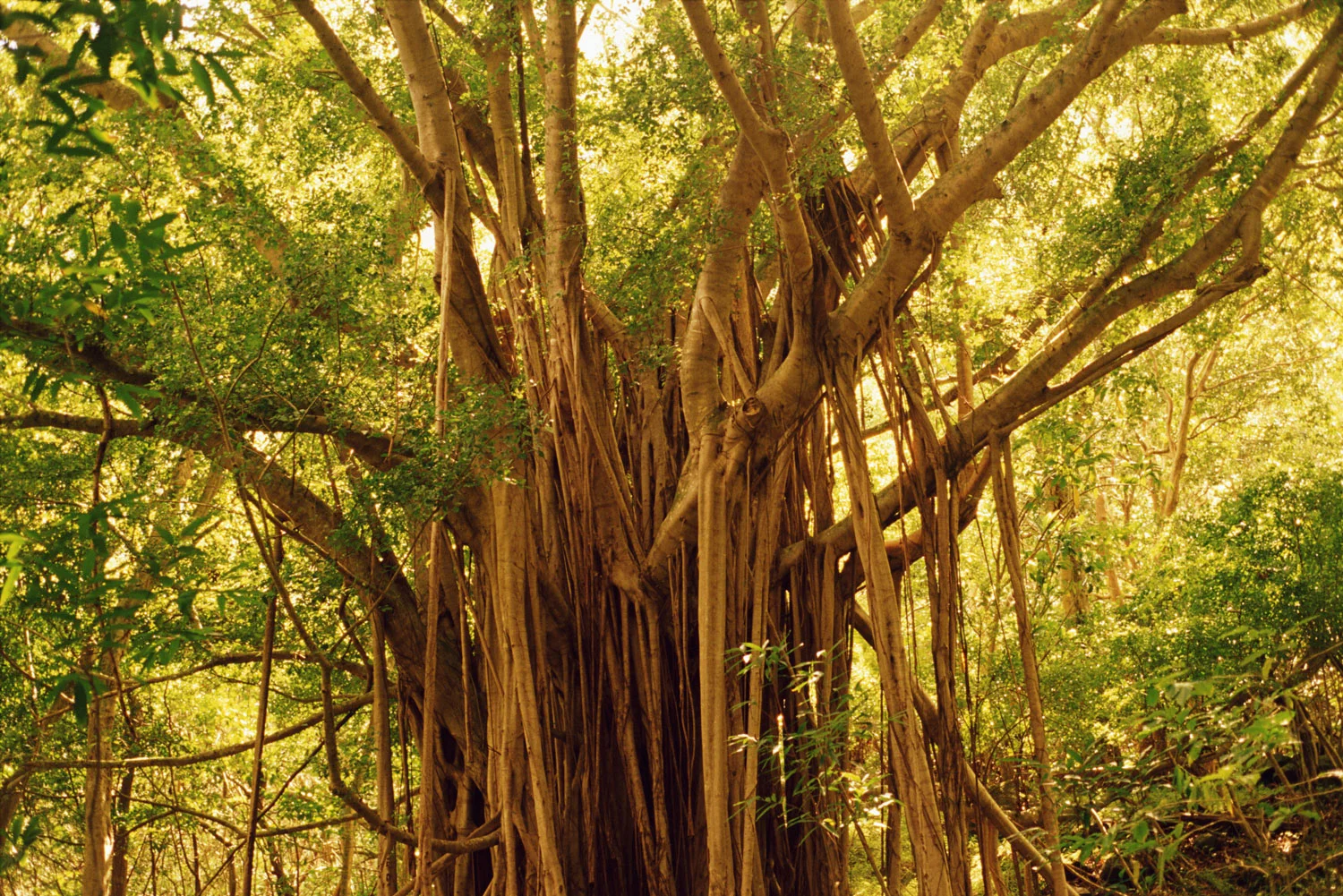 maui-banyan-tree.jpg