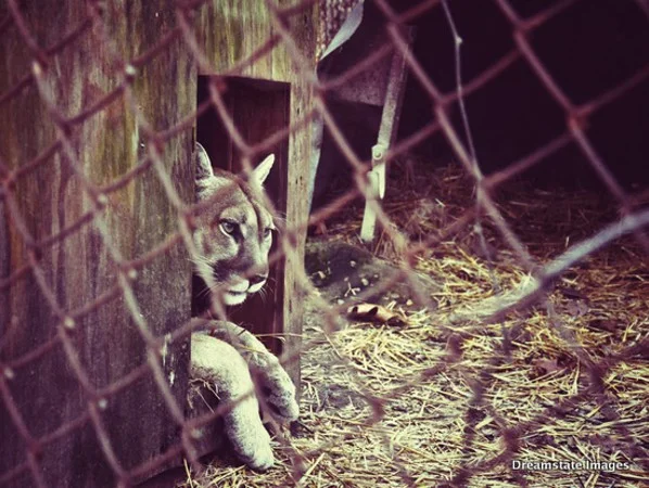 New Song: Cougar Hunt