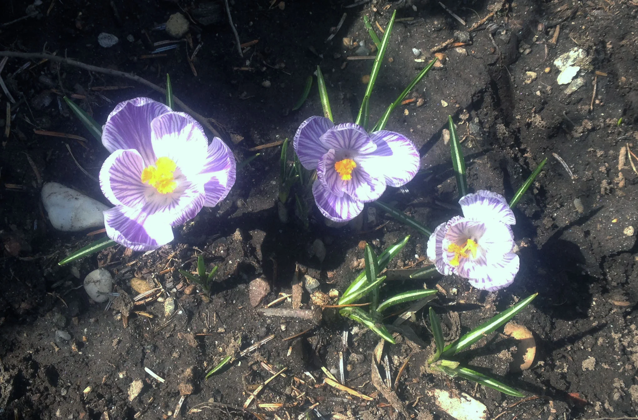 Crocuses fully bloomed