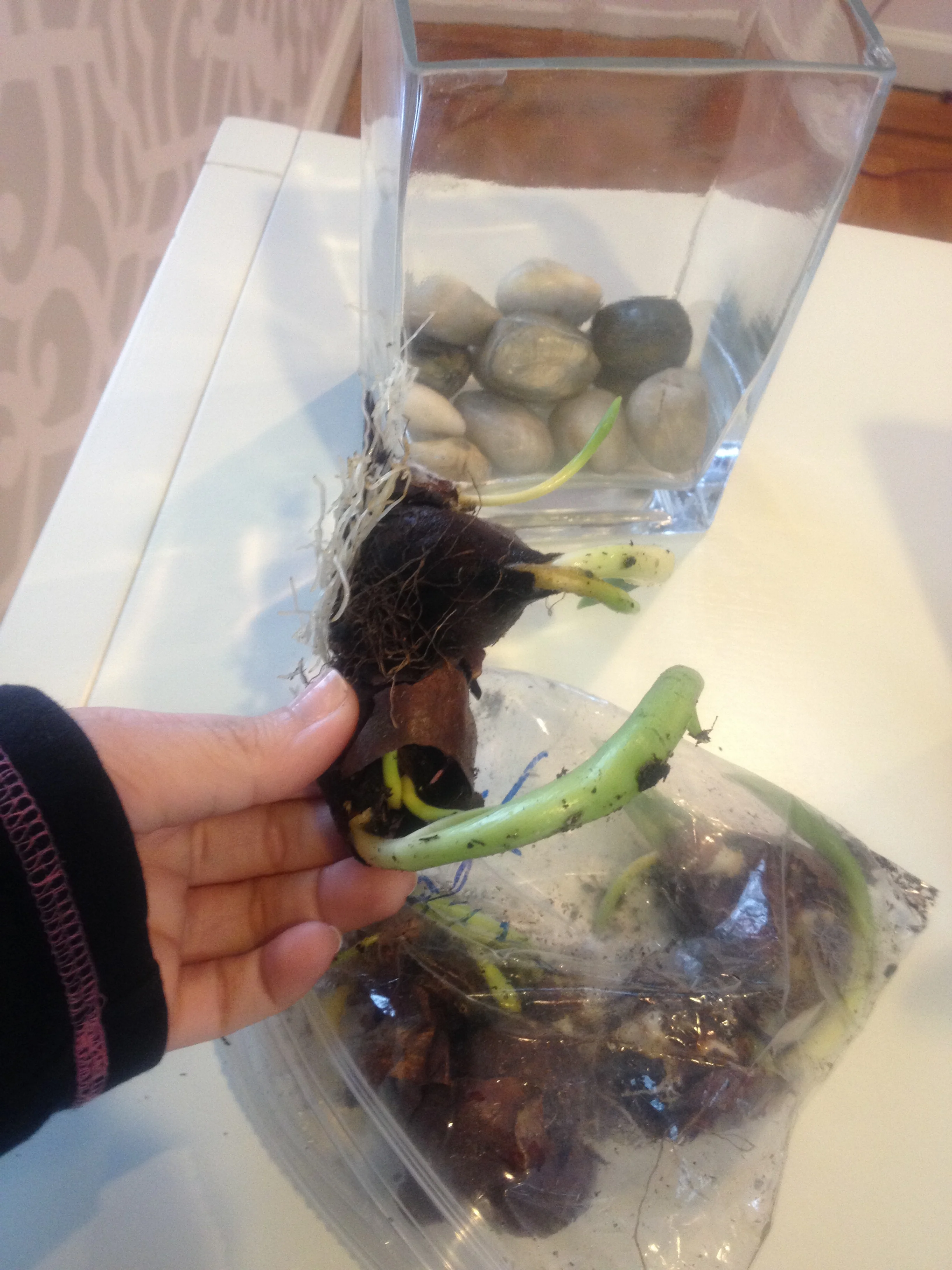 Tulip bulbs attached themselves to eachother